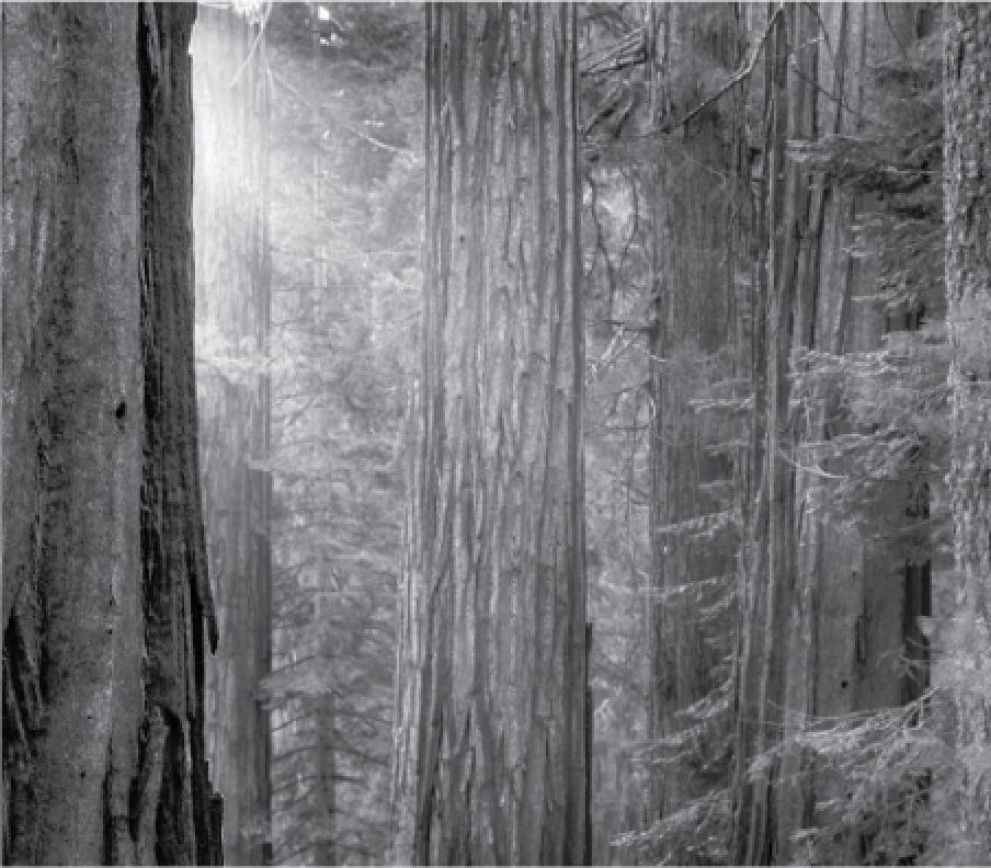 Redwood ERB Brochure